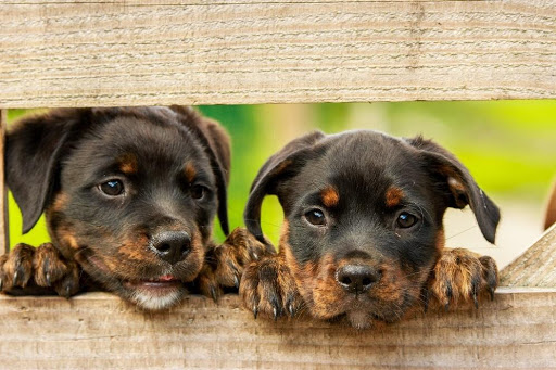 Free Puppies vs. Free Beer: Which Is Right For Your University?